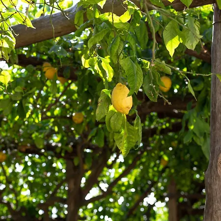 Orto Paradiso